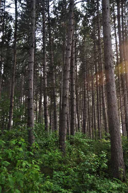 forest